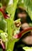 _4275955 lady finger with entz resized